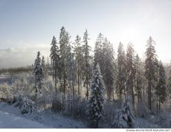 Photo Textures of Background Forest